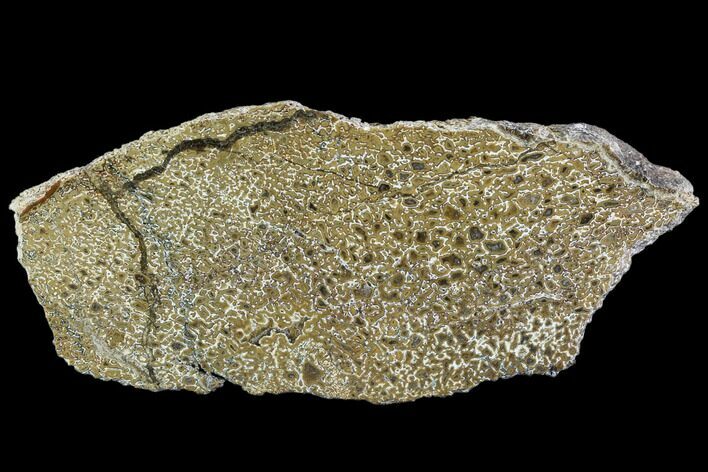 Polished Dinosaur Bone (Gembone) Section - Morocco #107018
